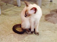 Mikaku(Mikaku万达店)-MIKAKU(万达广场上海宝山店)