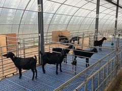 -四川农业大学(雅安校区)