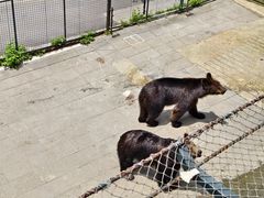 -大连森林动物园