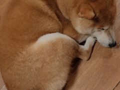 -柴犬高等学院·狗咖·柴犬售卖·宠物训练