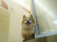 -Oh My Dog宠物沙龙(伊珊娜皮毛护理店)