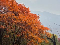 -秦岭终南山世界地质公园翠华山景区