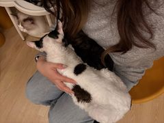 -有喵·猫咖·狗咖·30几只猫10只小狗(岗厦店)