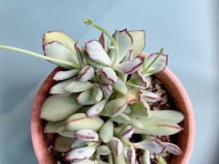 -花鸟鱼虫鲜花绿植市场(玉泉路店)