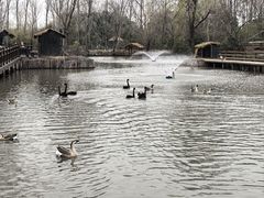 -溱湖国家湿地公园