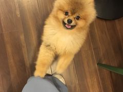 -柯斗斗主题餐厅·狗咖·围炉煮茶·茶饮(国瑞升平里店)