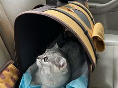 -爱侣宠医·鹦鹉专科·小型哺乳类·异宠专科(灵石路店)