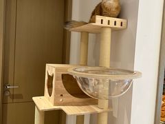 -创凡宠物医院·骨专科  猫科中心(西乡分院)