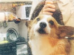 -momokira米努特·德文卷毛猫·棉花面纱犬