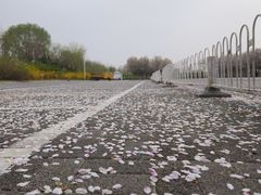 -天津东丽湖风景区