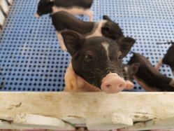 -萌宠亲子动物乐园(槐房万达店)