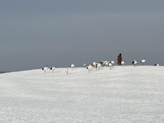-黑龙江扎龙生态旅游区