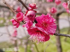 -新虹桥中心花园