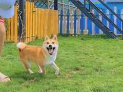 -趣玩宠物乐园寄养训犬训狗游泳池