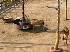 -西霞口神雕山野生动物世界
