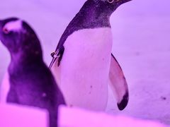 -常州淹城野生动物世界