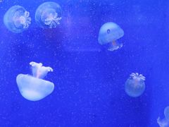 -左海海底世界