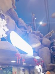 -卡通尼·Safari非洲探索乐园·生日会(金桥国际商业广场店)