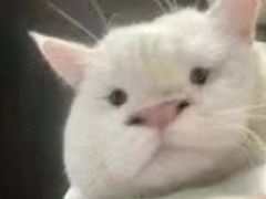 -喜猫·猫舍·洗护寄养