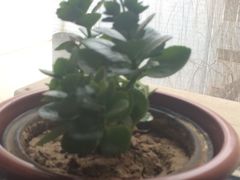-荷花泰菜(东方新天地店)