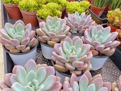 -三圣花乡旅游区