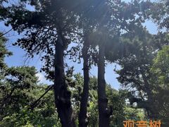 -北陵公园