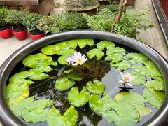 -龙华素斋(龙华路店)