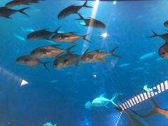 -海棠湾洲际-涛·海底餐厅·美人鱼·自助餐·海底隧道