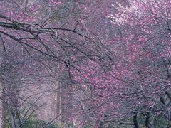 -杭州植物园