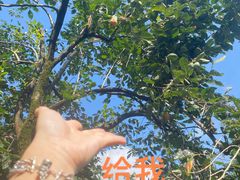 -橘子洲景区