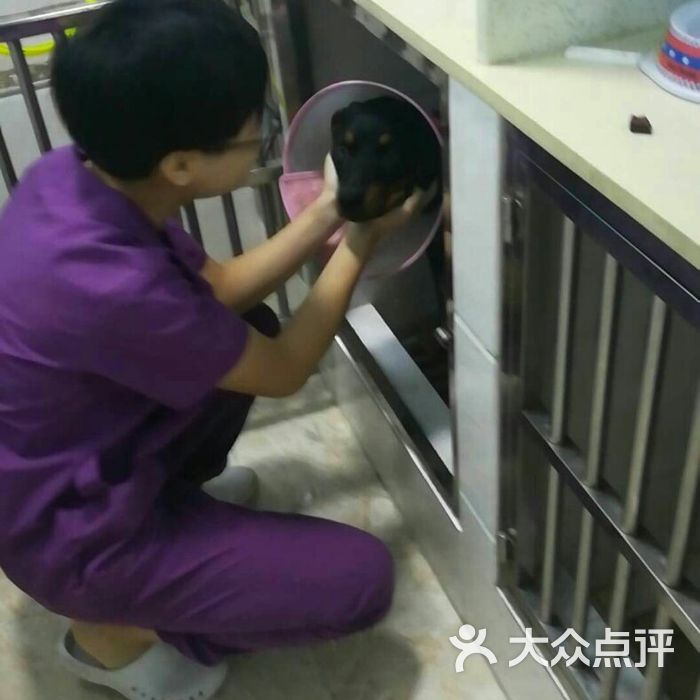 宠物医院的最新趋势与服务升级