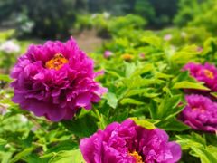 -国家植物园