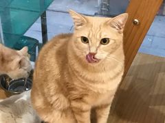 -是阿柴呀！柴犬咖啡·爱喵喵猫咖