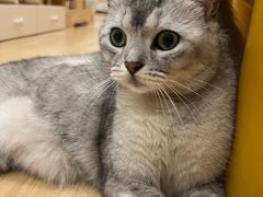 -有喵·猫咖·狗咖·30几只猫10只小狗(岗厦店)