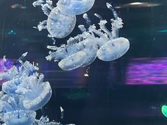 -重庆欢乐海底世界