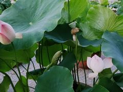 -莲花池公园