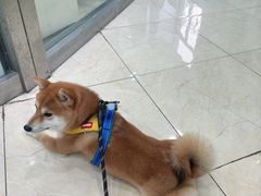 -瑞派申生动物医院·24H夜诊·国际动物医疗中心·骨外科(吴中路店)