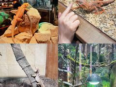 -帕帕拉兹宠物(亚洲旗舰店)