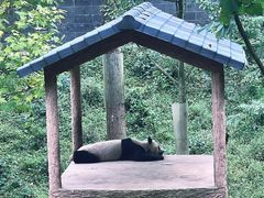 -中国大熊猫保护研究中心雅安碧峰峡基地