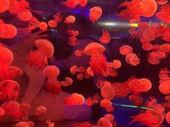 -杭州长乔极地海洋公园