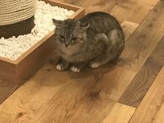 -袖虎·猫馆(体育西路店)