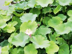 -豫园湖心亭茶楼