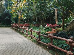 -呀诺达热带雨林