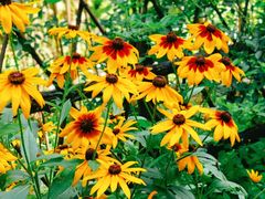 -武陵山森林公园