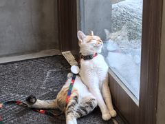 -Again Coffee Roaster(香蜜湖店)