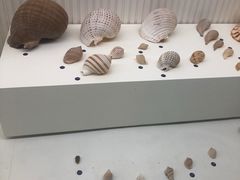 -青岛贝壳博物馆