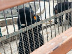 -栾川竹海野生动物园