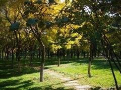 -大兴滨河森林公园