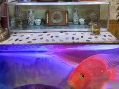 -伊帆食府·青海地方特色美食