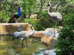 -燕塞湖鸟语林景区